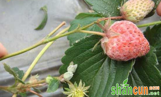 草莓白粉病有何症状？如何防治？