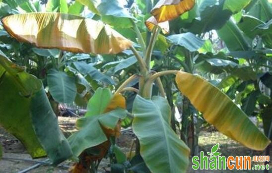 如何用土壤调理剂防治香蕉“艾滋病”？
