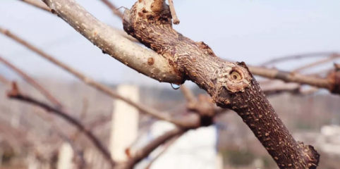 如何让猕猴桃果树安全度过“伤流期”？