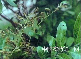 防治龙眼鬼帚病