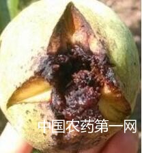 如何防治芒果茎点霉叶斑病？