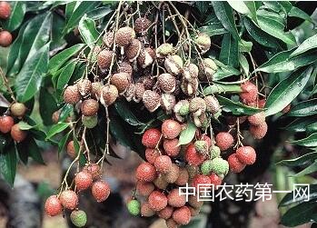 怎样防治荔枝果实酸腐病