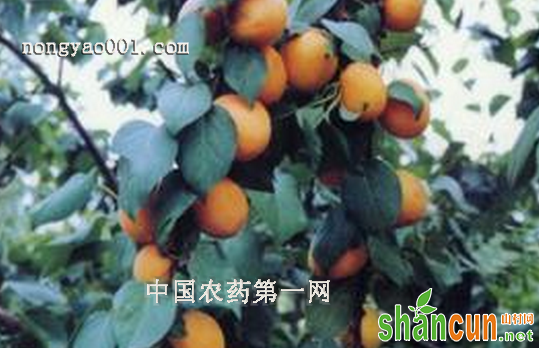 杏树茎腐病的识别和防治技术