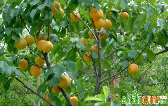 杏树坐果率低是什么原因？如何解决？