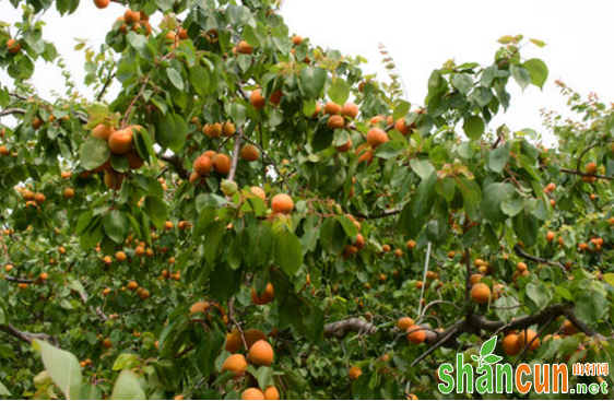 杏树落花落果是什么原因？如何防治？