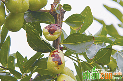 冬季枣树病虫害的防治方法