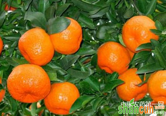 柑橘高产的病虫害防治