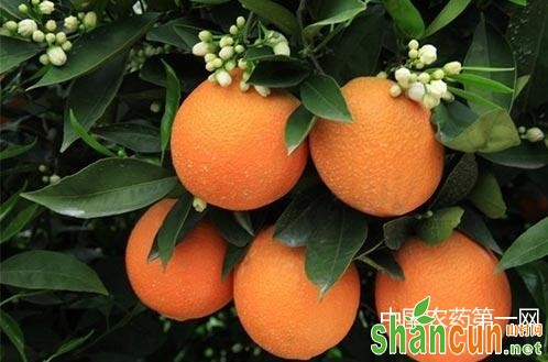 柑橘浮皮果的发生及防治对策