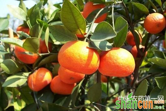 柑橘清园期防治根结线虫病