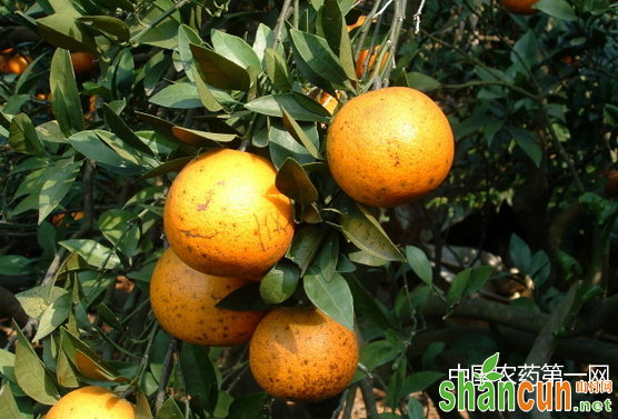 柑橘裂皮病的防治方法