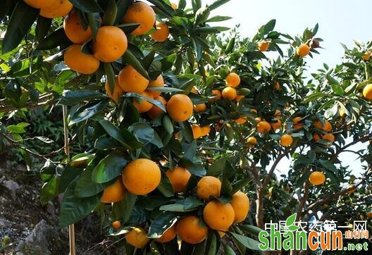 柑橘烂根的原因及防治