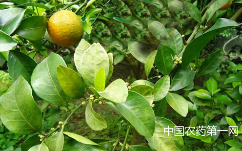 柑橘碎叶病防治方法