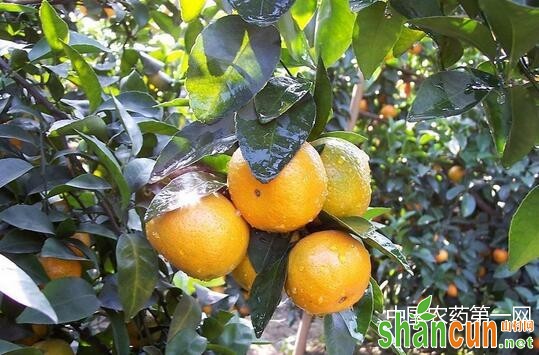 柑橘贮藏期谨防绿霉病