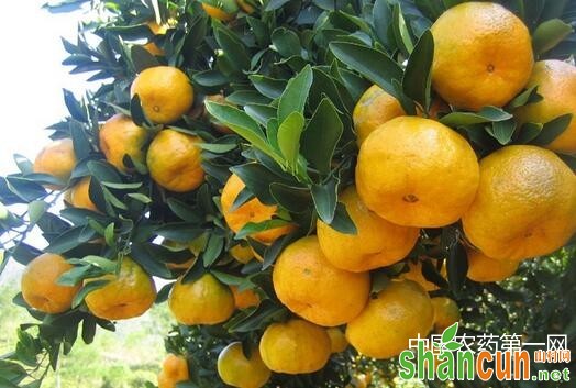柑橘衰退病防治措施