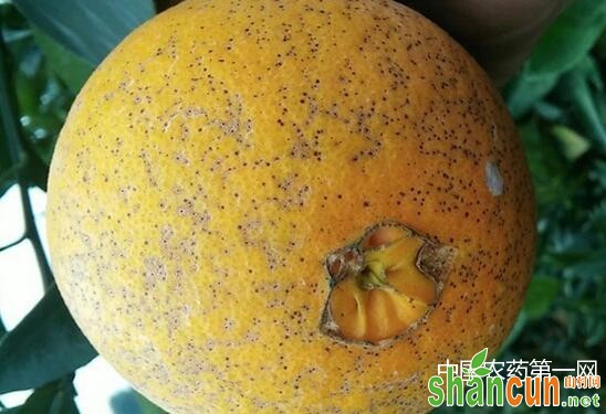 柑橘砂皮病如何防治？