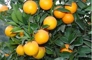 有机柑橘缺钾症的防治方法