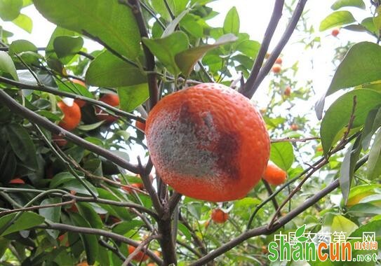 柑橘真菌性病害防治