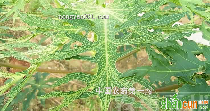 番木瓜花叶病