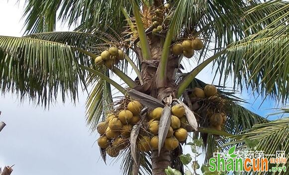 怎样防治椰子干腐病？