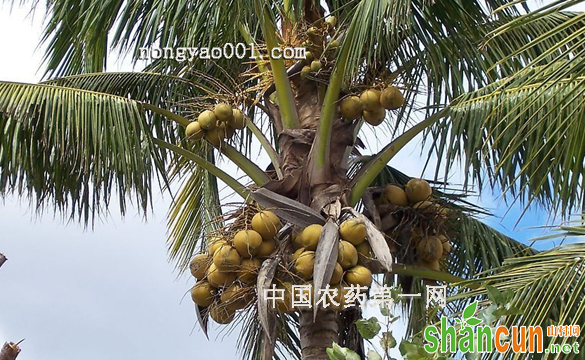 椰子芽腐病的防治方法