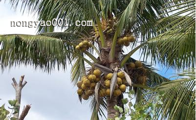怎么防治椰子黄化病的危害