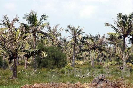 椰子树病虫害