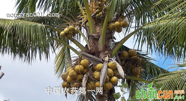 椰子芽腐病