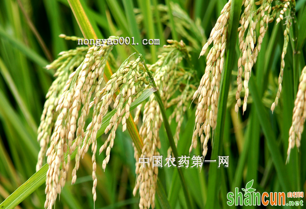 水稻的病虫害防治