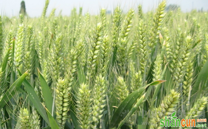 防治小麦麦针蜂的方法