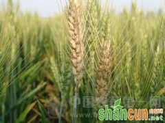 小麦病虫害的防治方法