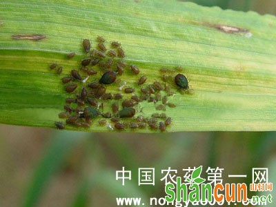 小麦黍蚜
