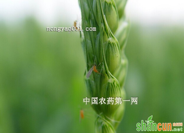 小麦吸浆虫防治技术