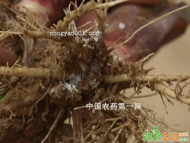 玉米耕葵粉蚧防治技巧