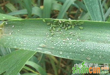 小麦蚜虫病的防治方法