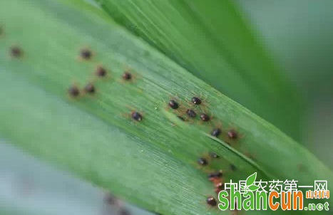 小麦红蜘蛛有哪几种？怎样防治？