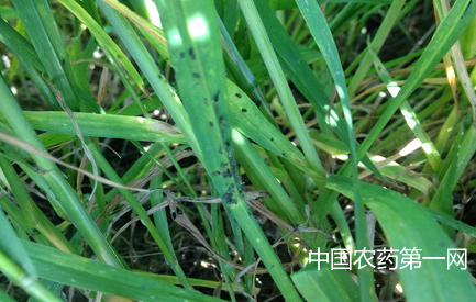 小麦蚜虫防治方法