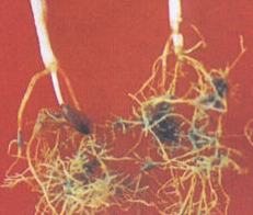 小麦禾谷胞囊线虫病的防治方法