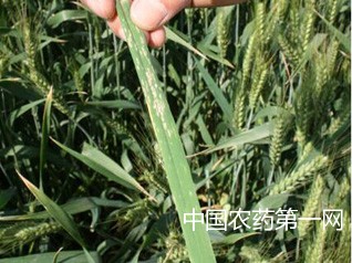 如何防治小麦的棉铃虫