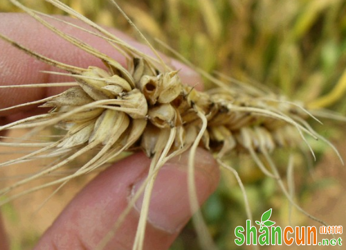 预防小麦吸浆虫害的最佳时期是哪几个阶段？