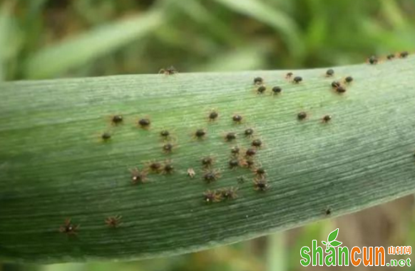 小麦红蜘蛛如何科学防治？