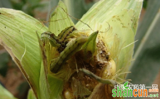 玉米粘虫的危害规律与防治方法