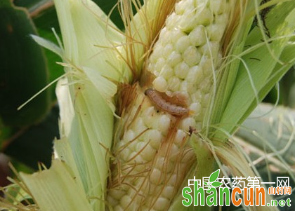 玉米穗期钻心虫用什么药剂防治有效
