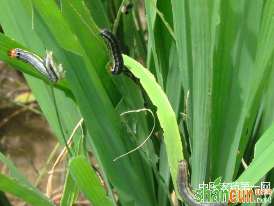 玉米粘虫防治方法