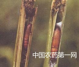 谷子粟灰螟防治方法