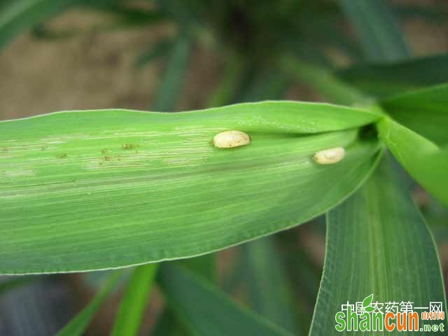 谷子负泥甲防治方法