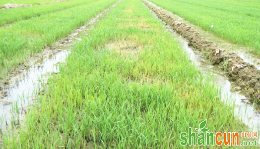 水稻病虫害如何科学防治？
