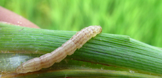 如何科学防治水稻二化螟？