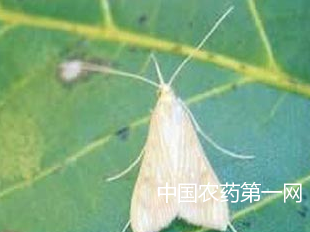 芝麻荚螟发生及防治的方法