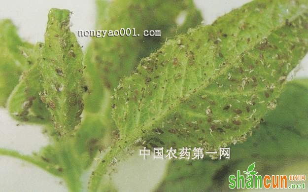 芝麻蚜虫正确的防治措施