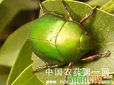 花生铜丽绿金龟甲